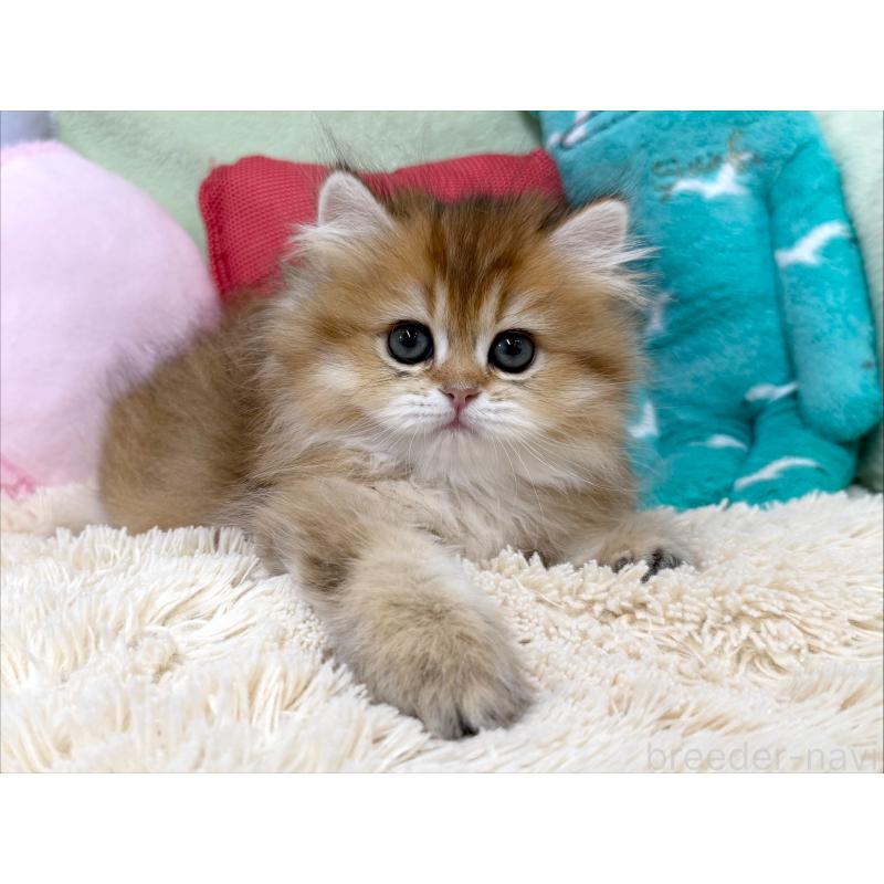 成約済の大阪府のブリティッシュショートヘア-124621の6枚目